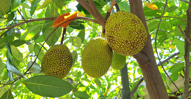 Jackfruit aan de boom